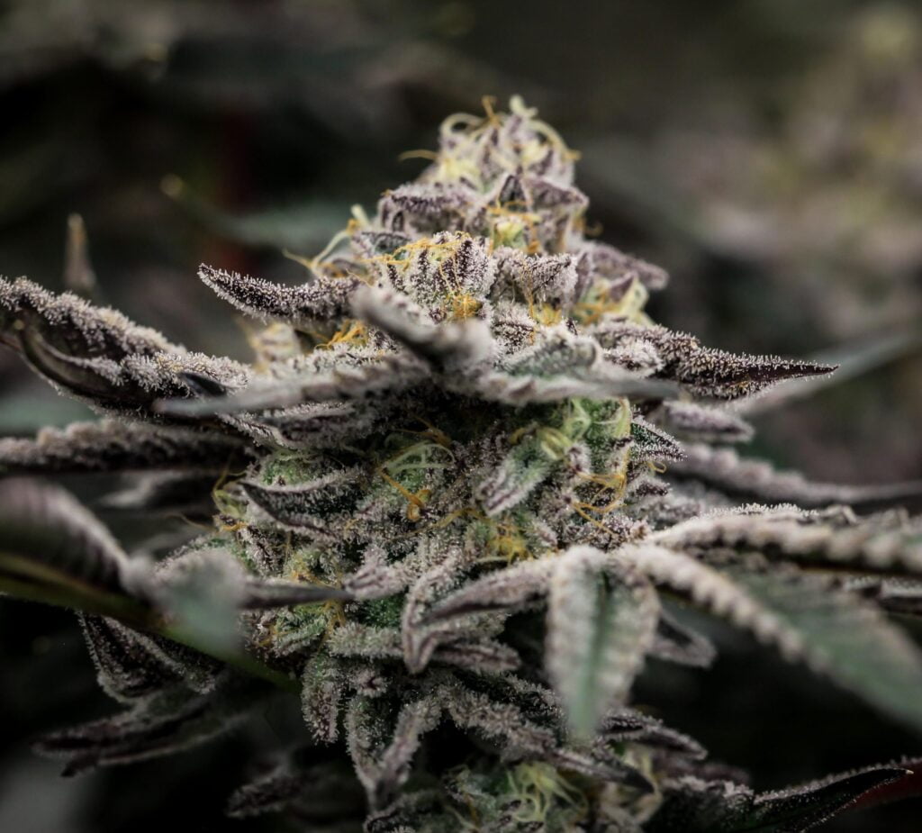 Kush Cake (Lawless Breed Cut)(Rooted) Fanatics