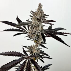 EXOTIC_GENETIX_COSMIC_22_#1_LG_CUT_GENETICS_FANATICS