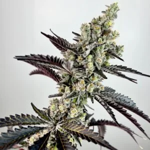 GENETICS_FANATICS_EXOTIC_GENETIX_FALCON_HEAVY_#4_FLOWER_1