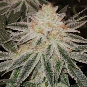 SUNDAE_DRIVER_19_FLOWER_2_VALLEY_CUT_GENETICS_FANATICS