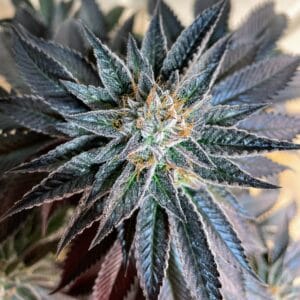Lhotse - Trichome Bros (Rooted)
